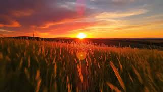 Golden Dusk