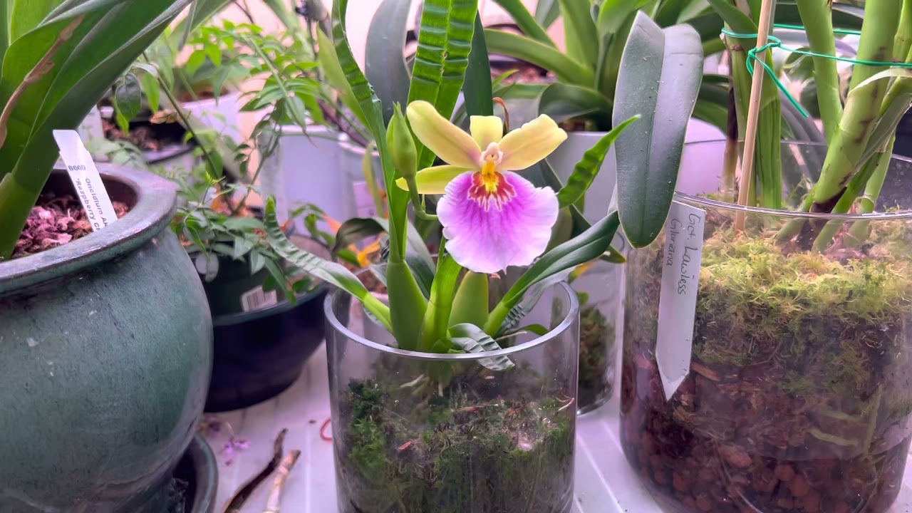 #CareCollab: Miltonia Sunset