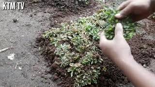 Cara Menanam & Budidaya Rumput Gajah Mini Variegata