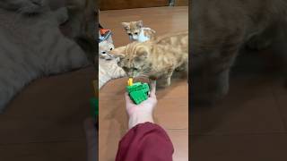 Marble run blue balls #satisfying #asmr #cat #marblerun #cute #kucinglucu
