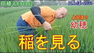 稲の成長状況　幼穂の確認　田んぼ・2021　20210709