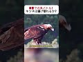 草原での大バトル！ キツネは逃げ切れるか？