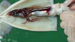 イカの解剖 スルメイカの解剖 高校生物実験 Youtube