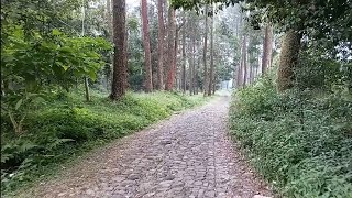 Walking Through a Peaceful Pine Forest | Relaxing Nature Ambience