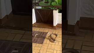 Expert Handler Safely handling TWO King Cobras! 🐍🐍#wildlife #kids #snake #shorts #shortsfeed