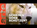 Der wolf ist zurck  was nun  arte re