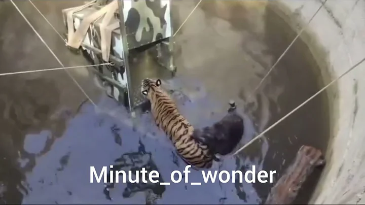 A Tiger and a Wild Boar Trapped in a Deep Well!