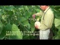 能瀬メロン　足守メロン