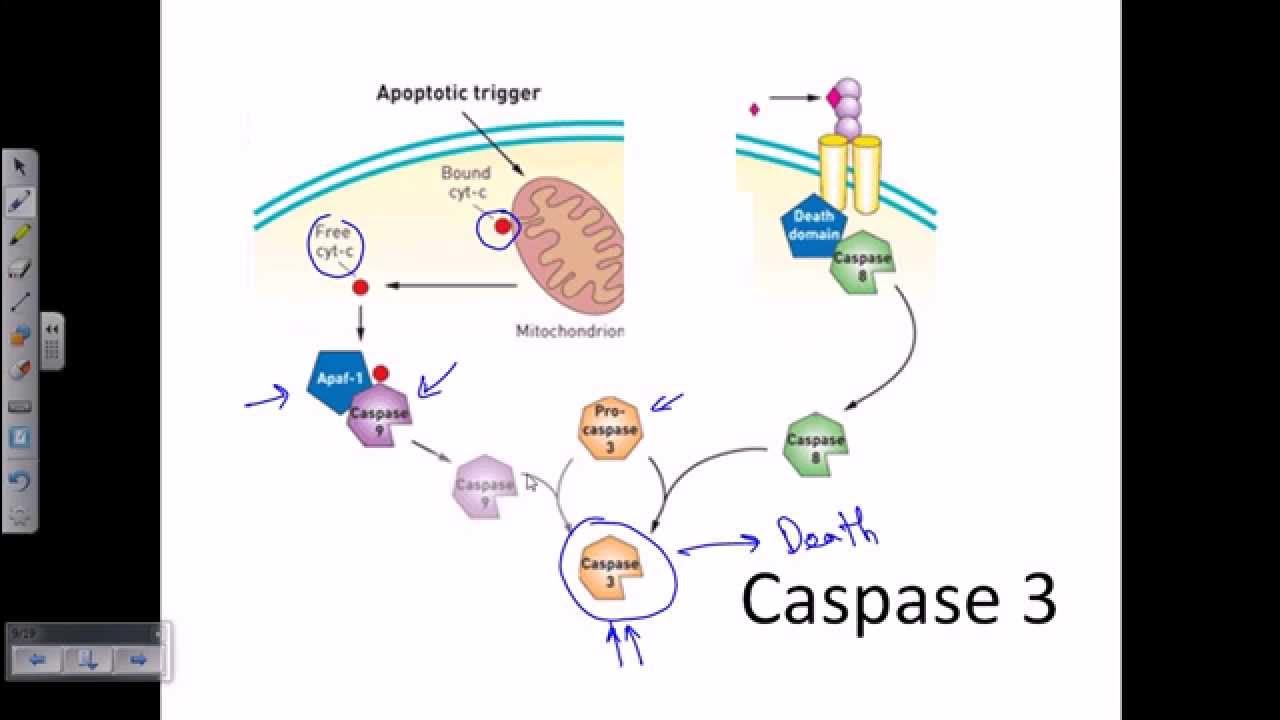 Caspase 3 caspase cascade apoptosis YouTube