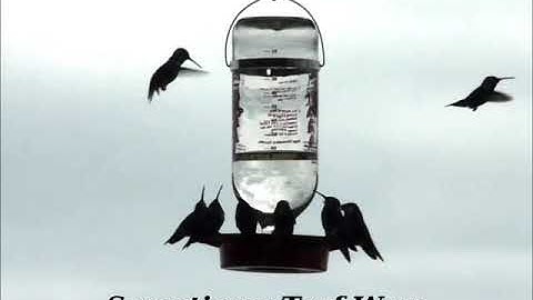 Hummingbird Feeder Movie Summer 2018