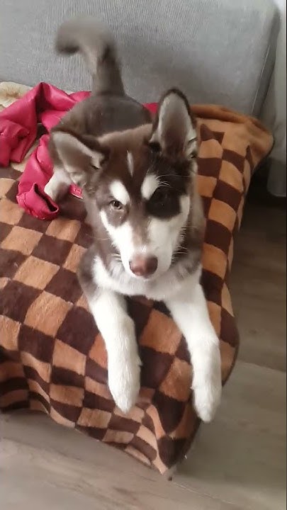 Хаски боится спуститься с лестницы. Хаски не может спрыгнуть с дивана. Хаски в шоке. Хаски плавает. Собака боится высоты.