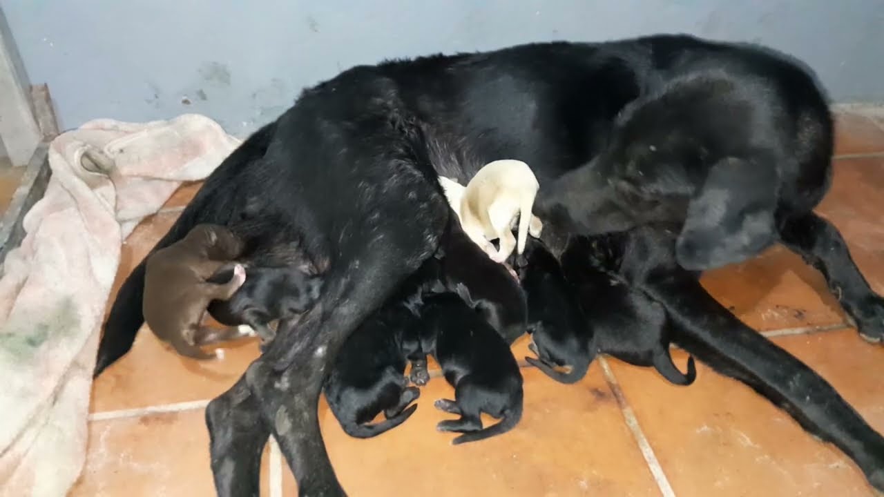 Mom dog feeding milk for her newborn baby puppies and the warm for them 