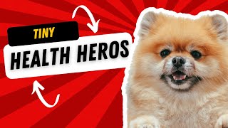 Top 10 Healthy Small Dog Breeds  Which Small Dog Breeds Are the Healthiest?