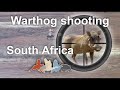 Warthog Shooting South Africa _ Plains Game Hunting Africa 2017