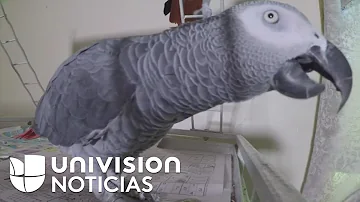 ¿Reconocen los pájaros a sus dueños?