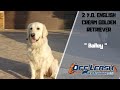 English Cream Golden Retriever/Dog Training