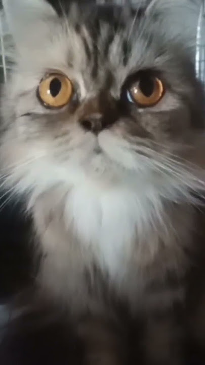 kucing tipe ringtone