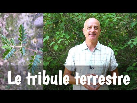 Vidéo: Que fait le tribulus ?