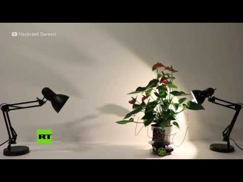 Crean una planta-robot capaz de viajar para encontrar luz