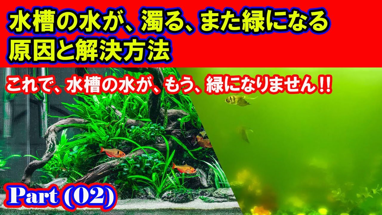 水槽の水が、濁る、また緑になる原因と解決方法。パート02。これで、水槽の水が、もう、みどりになりません‼ - YouTube
