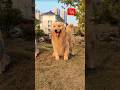 When your dog has more attitude than you 😅 #funny #dog