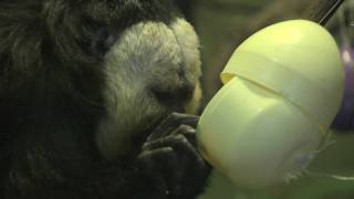 Squirrel and Saki Monkeys with Egg Enrichment at the Bronx Zoo