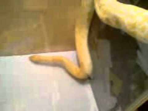 my burmese python hissy in her new vivarium