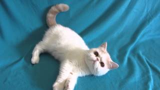 Picture by Gerdiacats Cattery 183 views 10 years ago 1 minute, 52 seconds