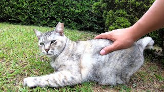 人に構って欲しいキジシロ猫とサバシロ猫が甘えポーズ
