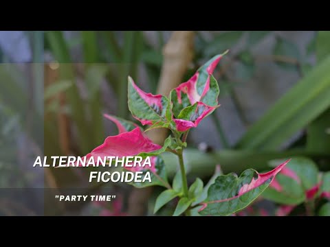 วีดีโอ: Alternanthera Plant Care - การปลูกต้นไม้ Alternanthera ใบไม้