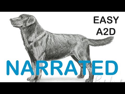how-to-draw-a-labrador-retriever-dog-(narrated)-step-by-step