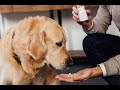 Top nutritional supplements for dogs