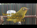 Suara Burung Pleci Gacor Part Mp3 - Mp4 Download