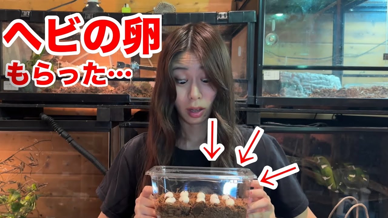 ヘビお DAY1 I Was Suddenly Given a Snake Egg, So I Decided to Incubate It for