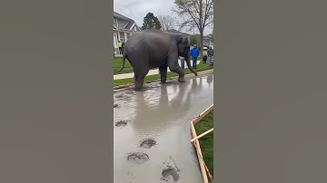 Elephants love concrete #elephant #concrete