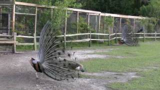 Courting Peacocks
Multiple male and female peacocks at the Magnolia Plantation in Charleston, South Carolina. Footage was taken April, 2009. Courting Peacocks