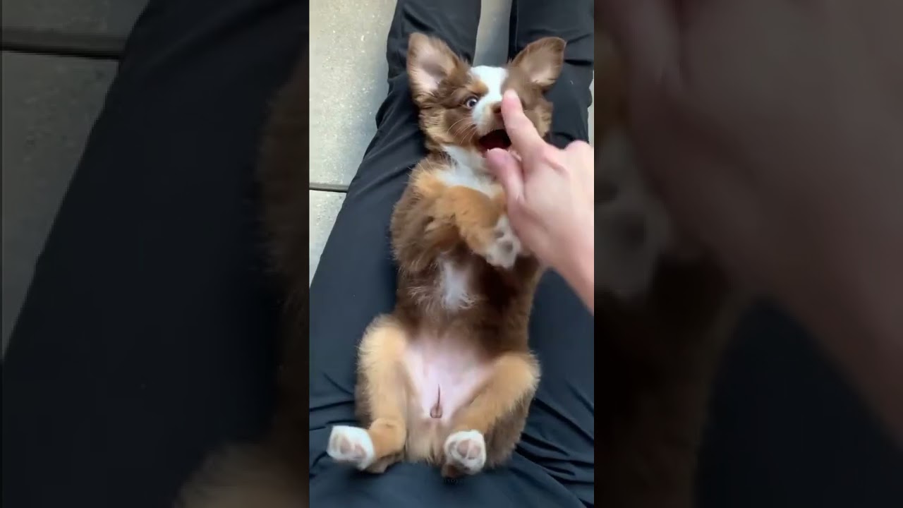 Funny tickle attack on pup 