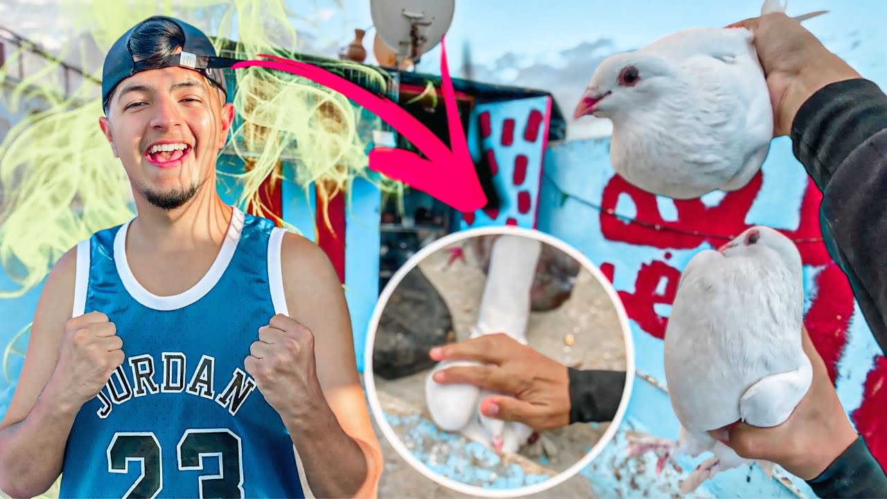 شديت حمامة غريبة 🏹 شوفو طريقة كفاش صيدتها 😂 صيد الحمام فوق سطح 🤯