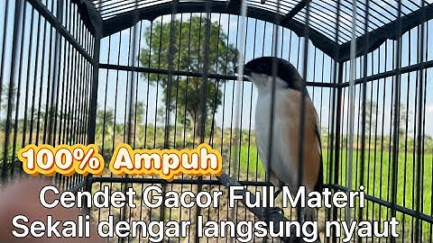 burung cendet gacor FULL ISIAN bongkar Materi pancingan Cendet agar BUNYI burung pentet gacor 