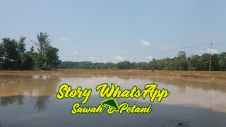 Story Wa petani || Story Wa Sawah || Story Wa Jawa || Sugeng Enjing Sedulur..