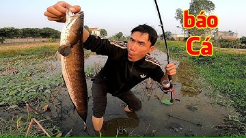 Đi câu cá Lóc, phát hiện Ao hoang toàn cá Lóc khủng