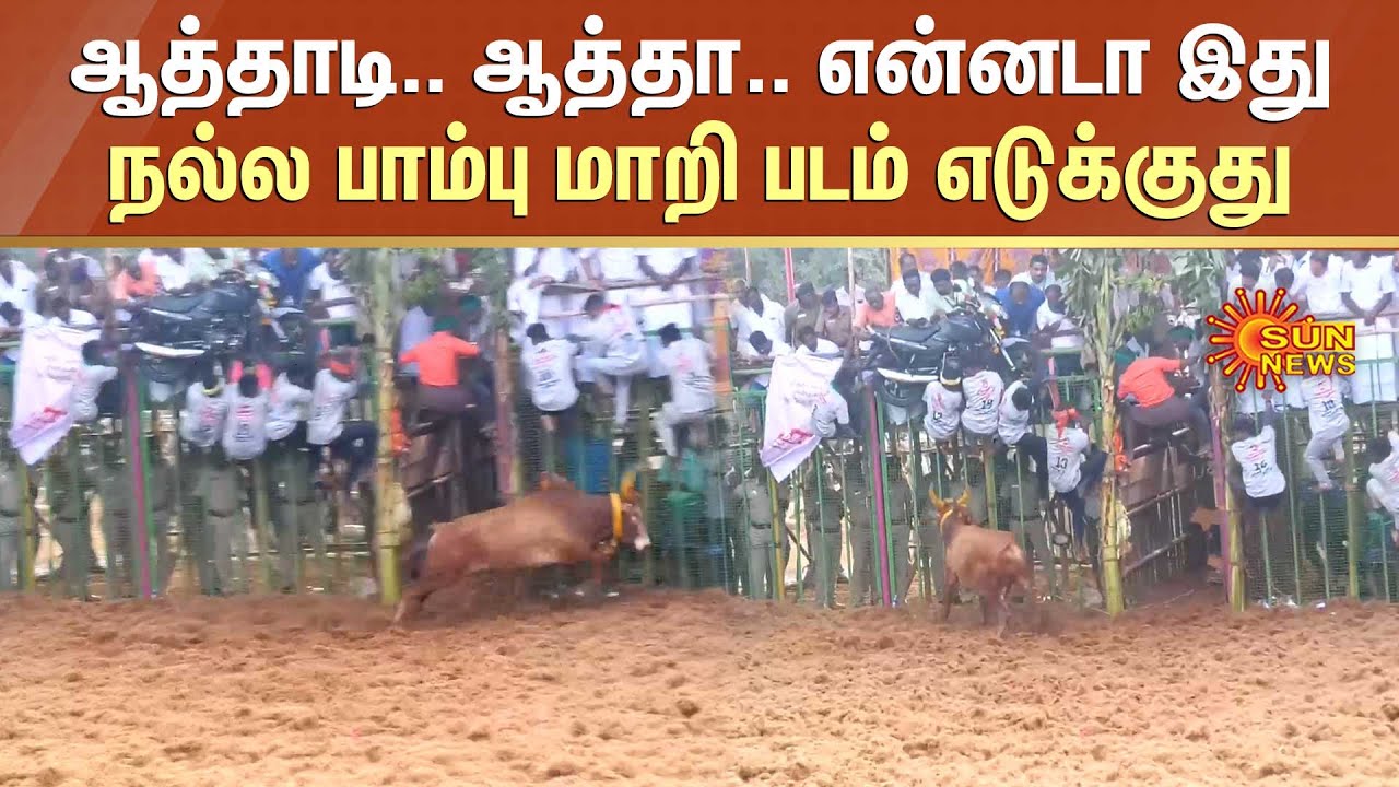 ஆத்தாடி.. ஆத்தா.. என்னடா இது நல்ல பாம்பு மாறி படம் எடுக்குது | Pudukkottai Jallikattu | Sun News