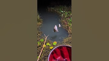Mancing di malam hari , dan hasilnya pun tidak mengecewakan #mancing #fishing #fish