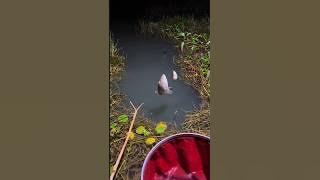 Mancing di malam hari , dan hasilnya pun tidak mengecewakan #mancing #fishing #fish
