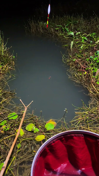 Mancing di malam hari , dan hasilnya pun tidak mengecewakan #mancing #fishing #fish