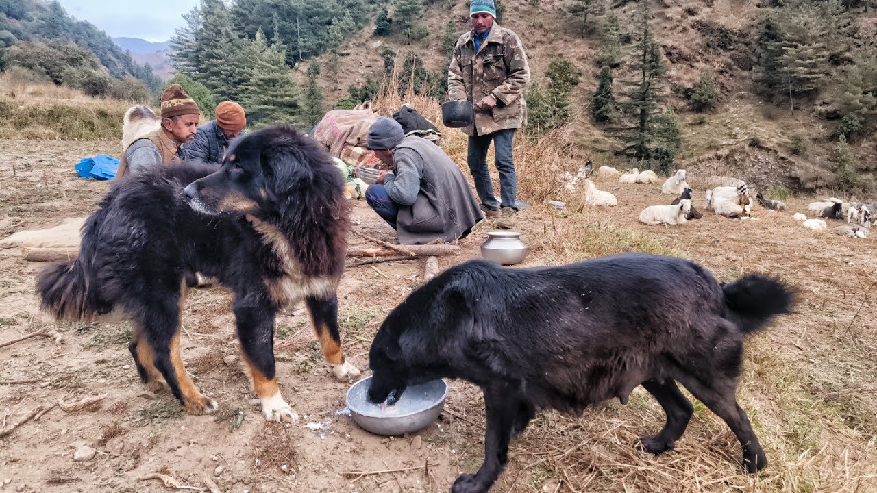 Himalayan Sheepdogs have an INTENSE FIGHT!
