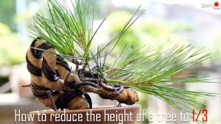 【赤松】約30cmの文人木を10㎝以下に曲げる驚異の方法【盆栽Q】