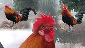 ลูกผสมf3, qaib txuam 3 zoo nraug tas zog nawb