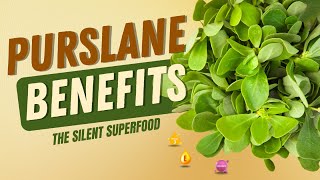 Purslane: The Most Nutritious Weed You’re Not Eating | Proven Health Benefits of Purslane
