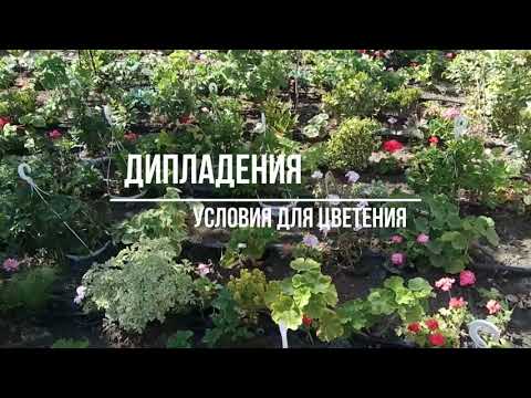 Видео: Удобрение мандевиллы - Когда и как удобрять мандевиллу